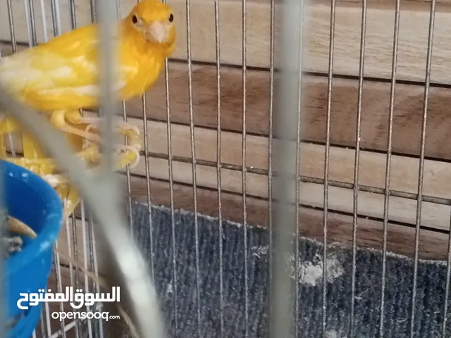 عصافير كنار جاهزة عدد 4 للبيع كوم بدون قفاص موقع الزرقاء الزواهرة