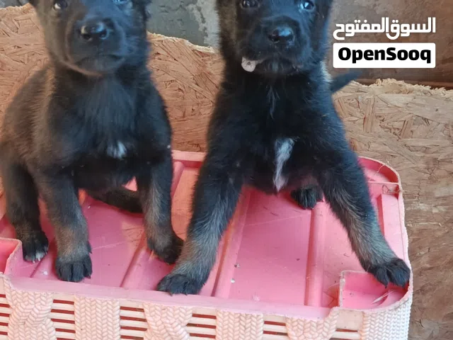 جراو مالينوا العمر 35 يوم