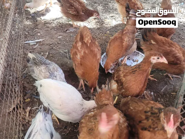 بيع سمان صيني وسمان العادي  ودجاج فرنسي كل الطيور محليه لايتوفر توصيل