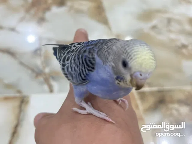 طير بادجي هولندي