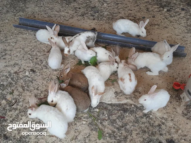 ابدأ مشروعك البيتي فقط ب35 دينار