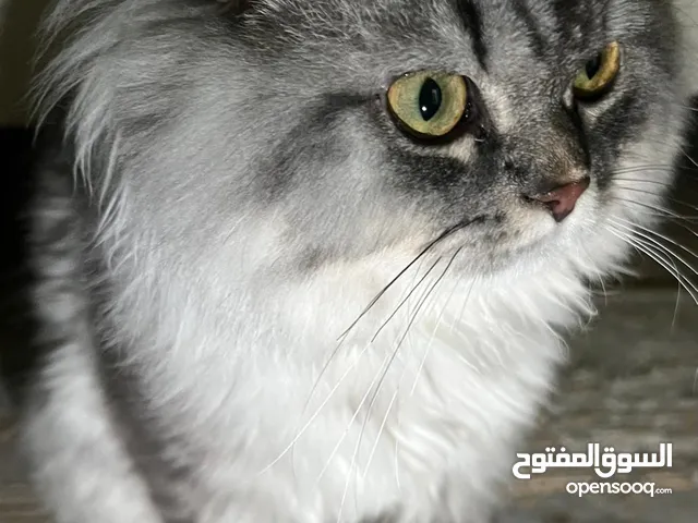 للبيع مكس هملايا
