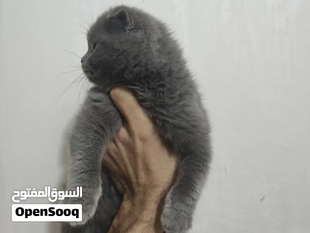 قطة سكوتش فولد انثى بلو