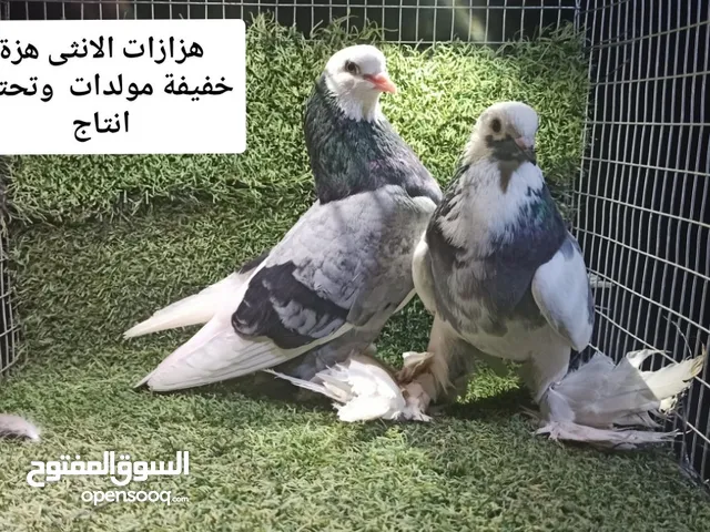 حظيرة كاملة للبيع