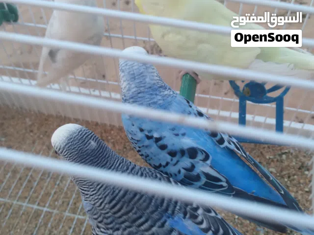 عصافير للبيع
