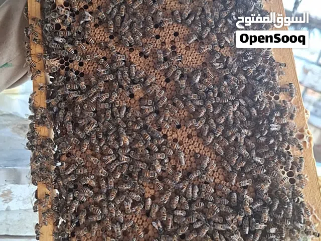 للبيع نحل ماشاءالله نحل كثافه م عليه كلام جميع نحل طالب بروايز