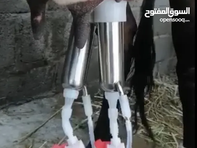 عرض خاص / حلابات الأبقار سعة 5 لتر الكهربائية ذات وجودة عالية وتناسب مع جميع أنواع الأبقار