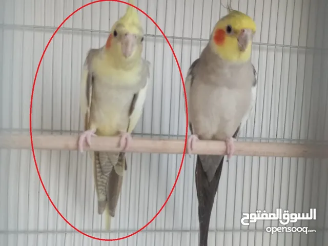 Two beautiful male and female cockatiels For Serious People only