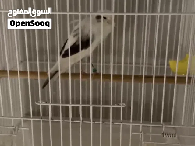 PAIR OF IRANIAN SUPER JUMBO CANARY SPECIAL COLORS