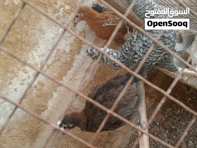 5 فراخ دجاج للبيع و بيض بلدي للاكل