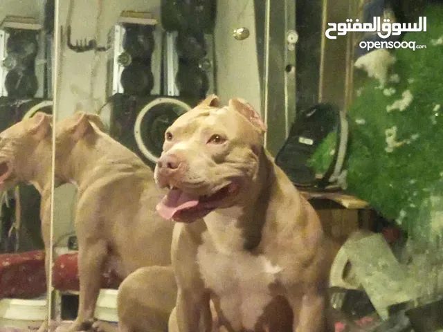 كلبه بيتبول أمريكي للبيع