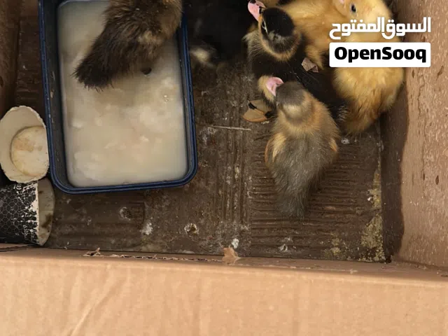 للبيع عق سعر معقول وشل