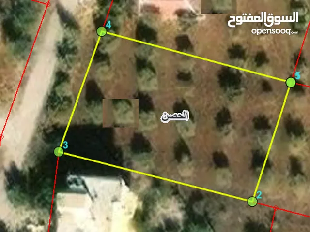 ارض 1000م - حوض الاصبح - الحصن - قرب مضافة الرشدان - مزروعة زيتون بسعر 61000