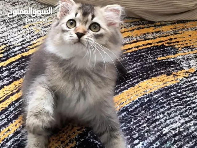 قطط صغيره كيوت اناث وذكور تابع الوصف