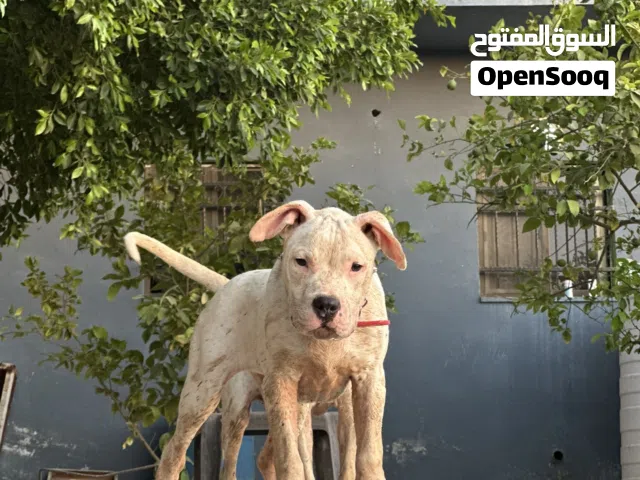 ذكر دوجو اطرش