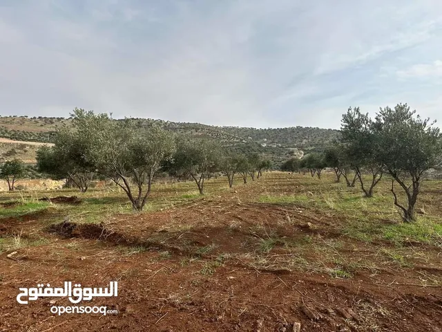 Farm Land for Sale in Zarqa Al-Alouk