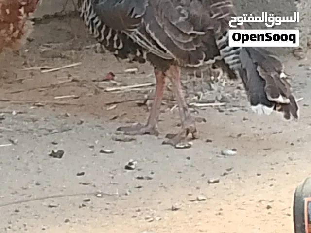 دجاجه بيبي واتيه ودحي