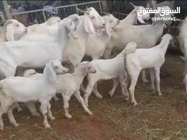 goat's & sheeps for sale