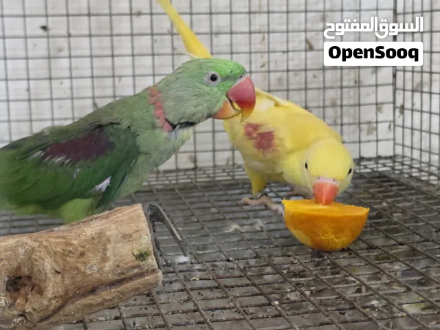 زوج نيبالي الذكر سبلت الأنثى الأصفر