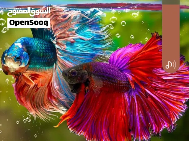سمك فايتر [بيتا ] جميع الاشكال و الألوان