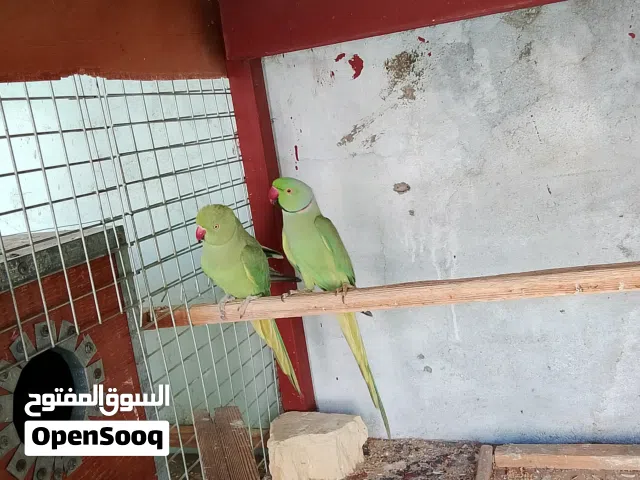 زوج دره هندي منتج جوا افراخ
