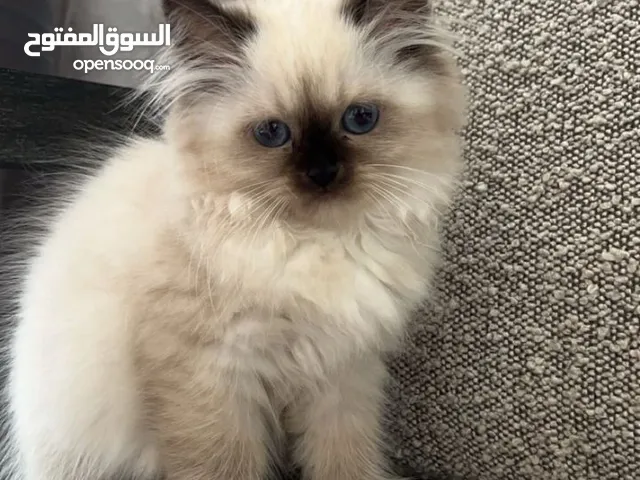 Adorable 3-Month-Old Ragdoll Kitten for Sale!It has had vaccinations and been dewormed.
