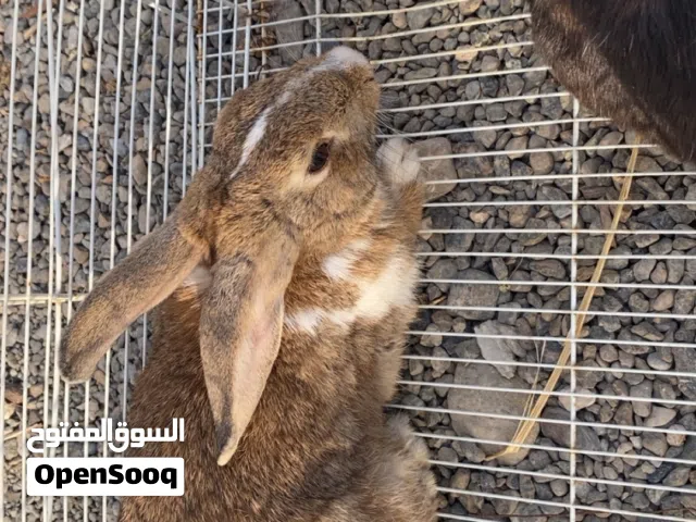 ارانب للبيع الاسود انثى بعد اسبوع بتولد و البني ذكر