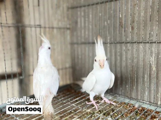 مطلوب كوبيا البينو