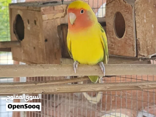 روز بألوان جميلة وبصحة ممتازة