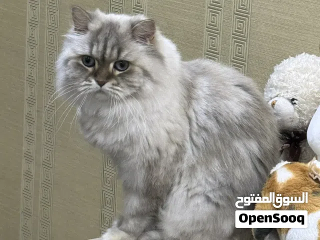 قطه  شيرازي