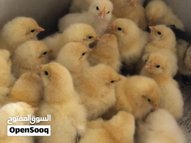 صيصان دجاج