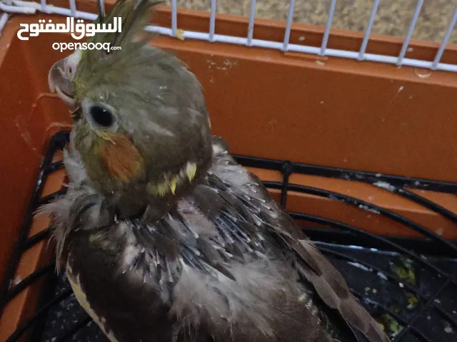 فرخ كوكاتيل مع قفص وسيريلاك جاهز للزق اليدوي