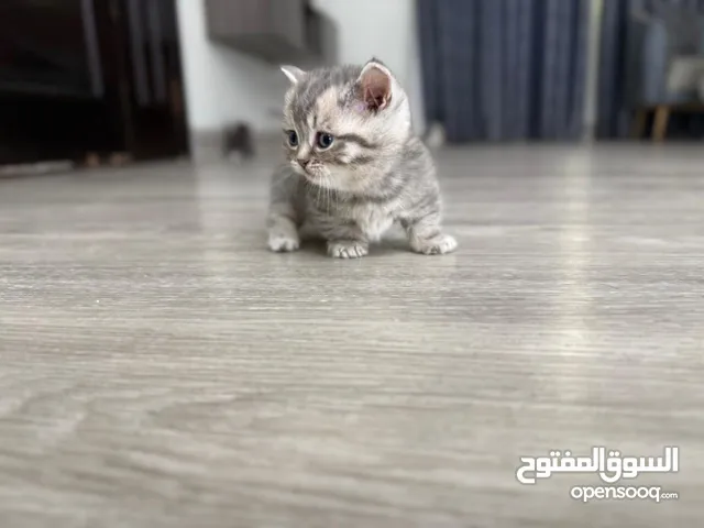 قط منشكن القزم الوان النادره  الاب و الام من خارج الدوله