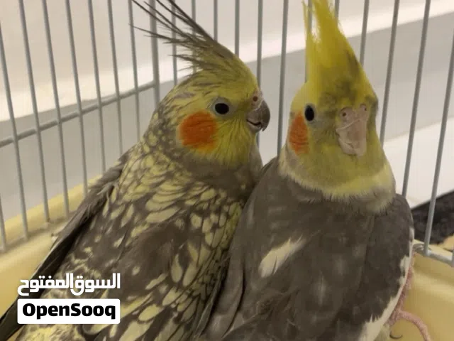 للبيع كوكتيل