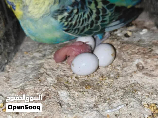 طيور حب 7ازواج