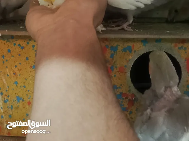 زوج كوكتيل فحل بقري + نثيه شكري (لاتينيه صفره) الفحل مبزر منه قبل النثيه مامجربها بس ناضجه
