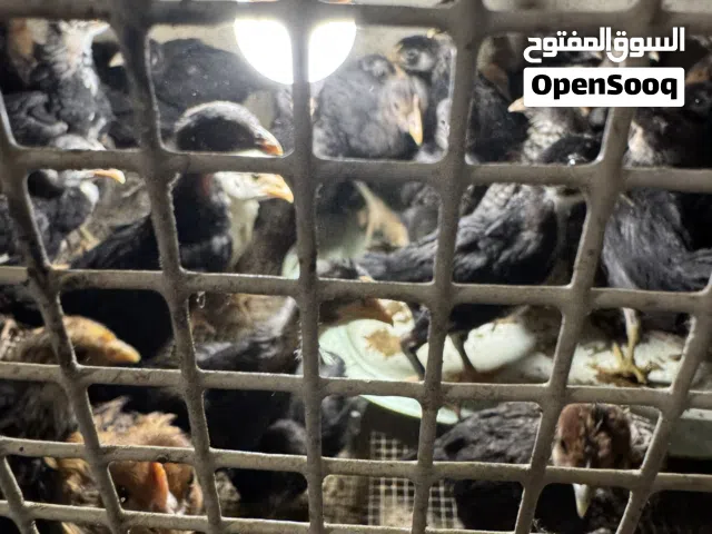 للبيع صيصان العمر شهر عقارب سود مع لوهمان