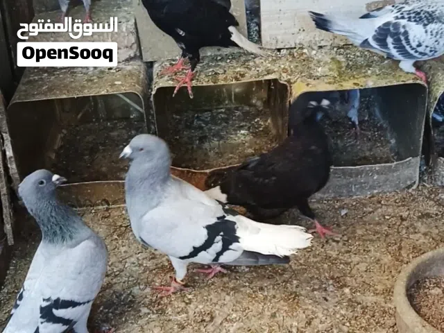 زواج حمام