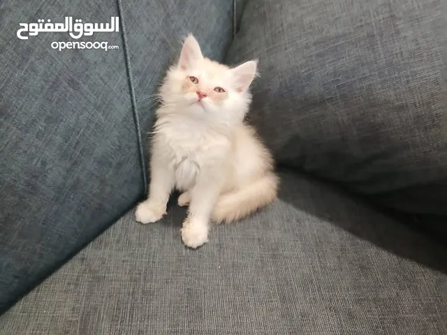 قطط متاحة: