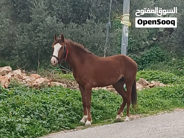مهرة للبيع بسعر مناسب عمرها سنه وسبع شهور