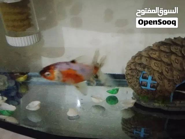 سمكة للبيع