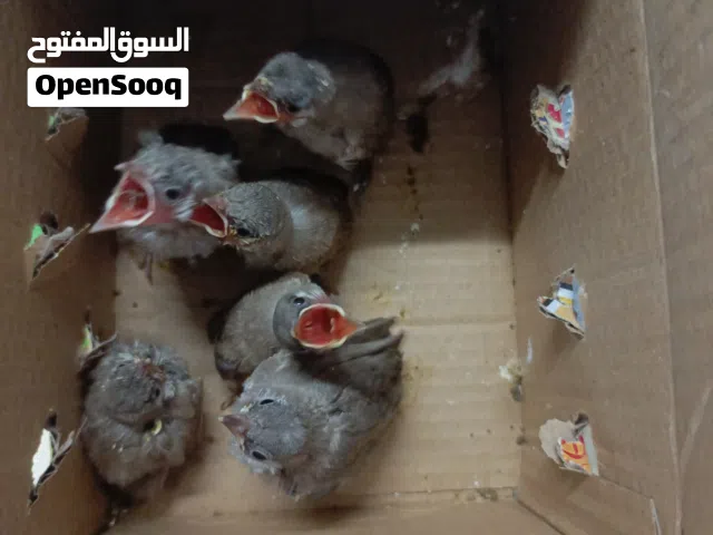 بلابيل صغار للبيع