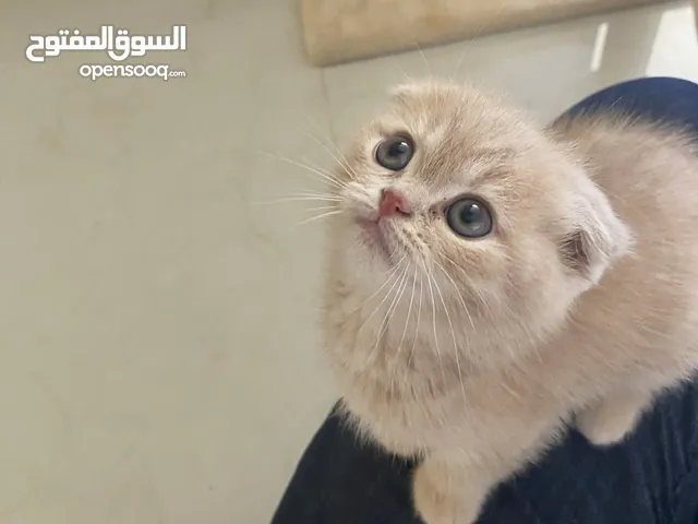 قط سكوتش فولد مع كامل الاغراض