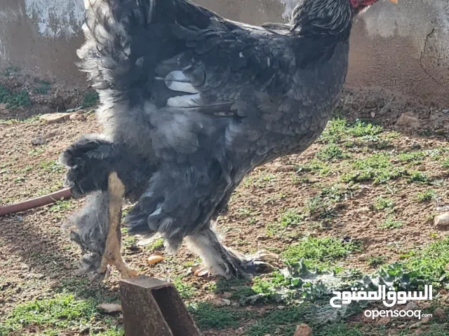 أربع دجاج او ديك براهمي  مش معرفة لسى العمر 7 شهور