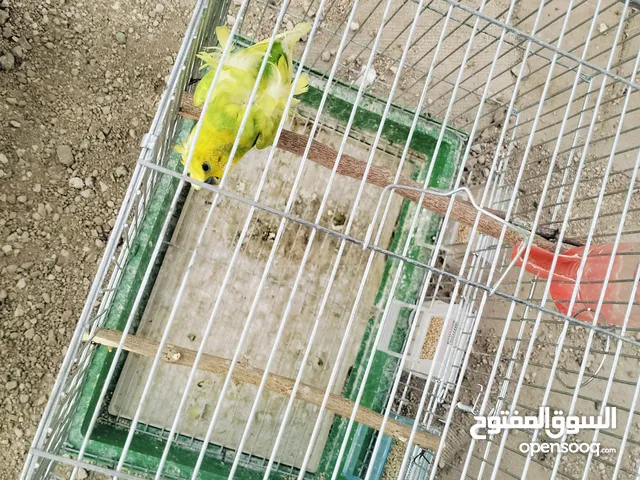 عصافير حب هوقو رومو 3 جواز 23 جوز حب بلدي