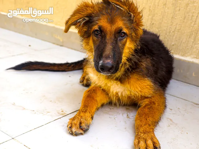 German Shepherd Puppies READY FOR NEW HOME