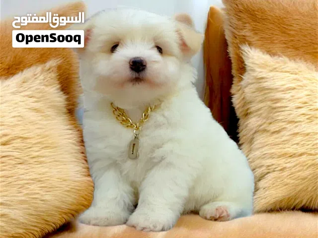 ولد مينى هافانيز مبيكبرش عندو 45 يوم