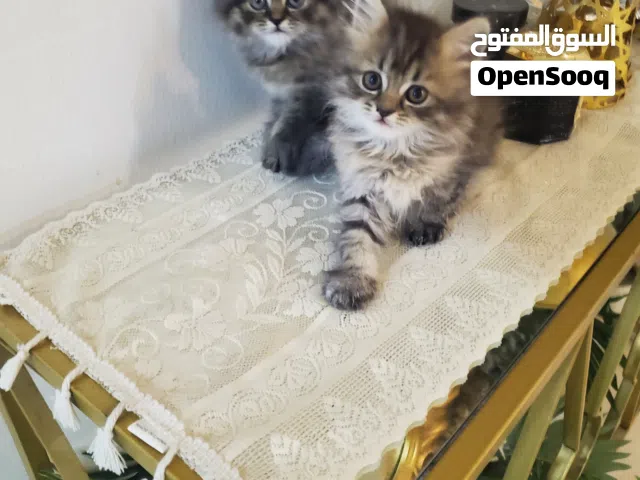 عندي مجموعه قطط
