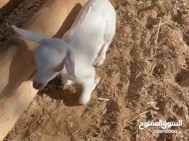 صلالي متوفر 6 حبات عمرهم 25 يوم