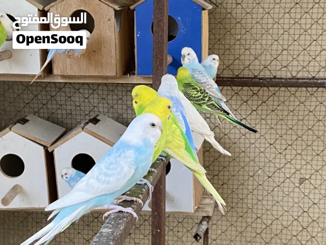 طيور البادجي انتاج محلي